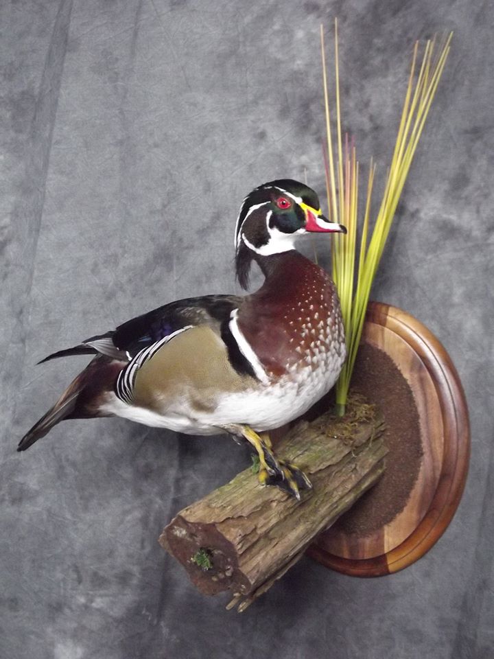 Birds 19