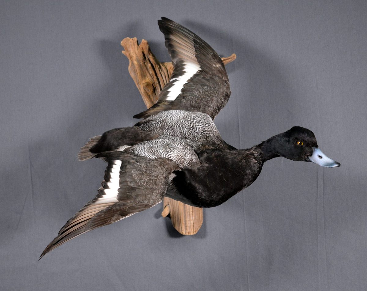 Birds 31