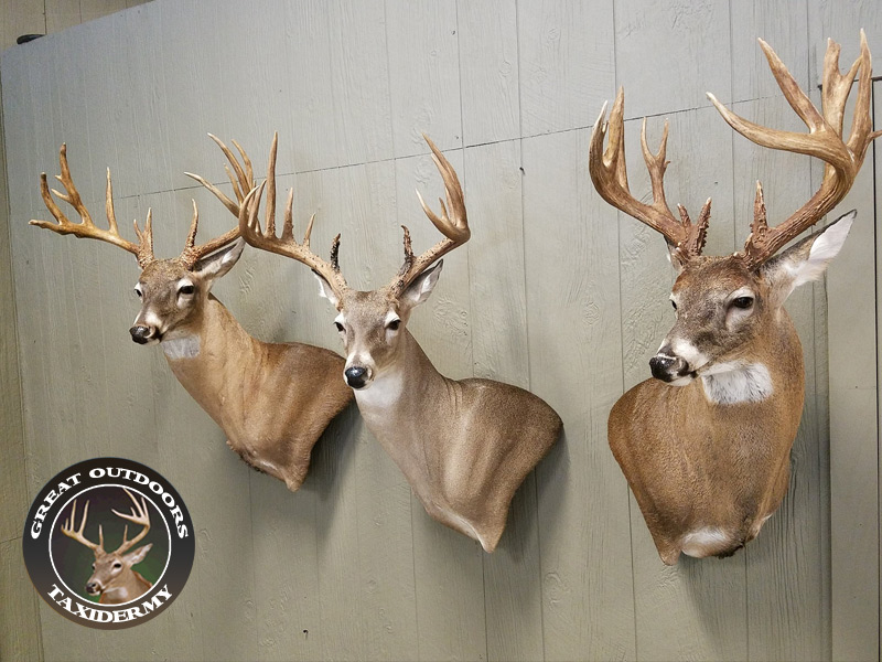 South Carolina Taxidermy