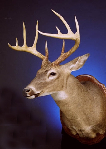 North America Taxidermy