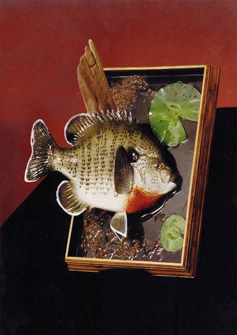 Fish Taxidermy